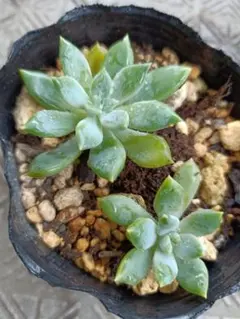 ꕤ︎︎グリーンローズꕤ︎︎ 多肉植物 セダム カット苗 - メルカリ
