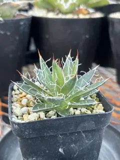 2026年最新】シジゲラの人気アイテム - メルカリ