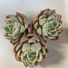 2026年最新】メローイエロー 多肉の人気アイテム - メルカリ