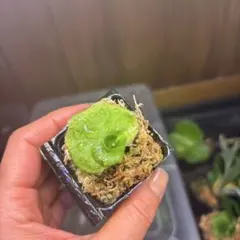 ビカクシダ　胞子培養のサムネイル