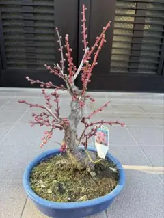 ギョリュウバイ　鉢植え　超難関種！ ギョリュウバイ 鉢植え 超難関種 大株！ - メルカリ