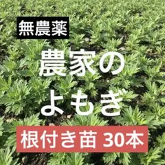 2026年最新】よもぎ 苗の人気アイテム - メルカリ