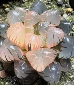 **`様 多肉植物　ハオルチア　OB-1オブツーサ錦　鮮明錦　極上斑