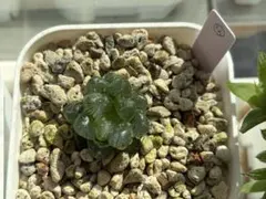 多肉植物 ハオルチア オブツーサ トゥルンカータ 透明窓 ④