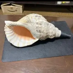 超希少　加熱式タバコホルダー用・巨大ホラ貝型ジャケット