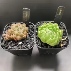 2026年最新】アロエの人気アイテム - メルカリ