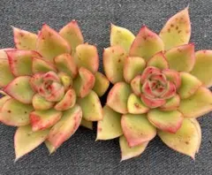 hikaru様 リクエスト 2点 まとめ商品