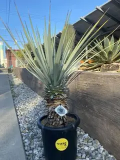 マルデヌベスver.リギダ リギダとロストラータが掛け合わさり Yucca-Mardenubes（ユッカ