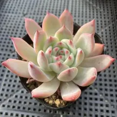 2025年最新】リンゼアナ 中里の人気アイテム - メルカリ