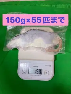 【tingachan様専用】冷凍ラット