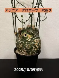 現地球アデニア・グロボーサ　鉢ごと発送 アデニアグロボーサ発根済み株 数量限定で大変お安くなっており
