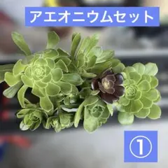 2026年最新】アエオニウム の人気アイテム - メルカリ