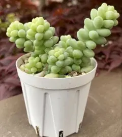 santa様 リクエスト 2点 まとめ商品