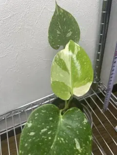 2026年最新】モンステラ・ポトスの人気アイテム - メルカリ