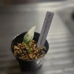 アミドリウム ミディアム 斑入り 観葉植物のサムネイル