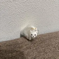 おぱんちゅうさぎとわんころ　チワワ