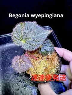 希少 Begonia rockii 原種ベゴニア ロッキー 増殖株 - メルカリ