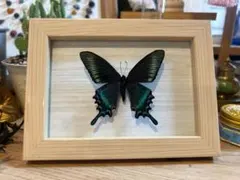 希少【蝶標本】極上品・蝶標本採取現状品のみケースサイズ40x30x6cm 希少【蝶標本】極上品・蝶標本採取現状品のみケースサイズ