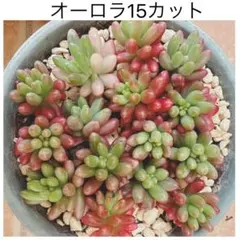 ChocoR様 リクエスト 2点 まとめ商品