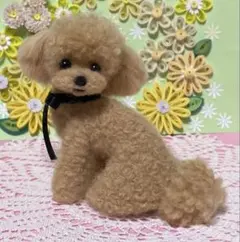 赤レンジャー様　トイプードル編みぐるみ　【伏せポーズ】淡いアプリコット トイプードル編みぐるみ（植毛）犬【伏せポーズ】アプリコット - メルカリ