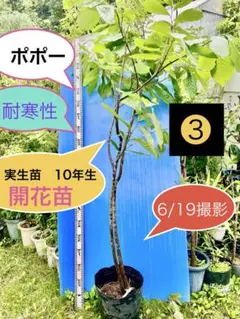 ホワイトサポテ 接木苗 ルーク花付き - メルカリ