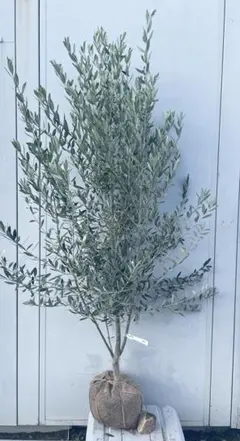 2025年最新】オリーブの木 シプレッシーノの人気アイテム - メルカリ