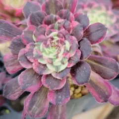 アエオニウム 蛍火粉黛花颜カット苗20頭（群生株） アエオニウム 蛍火粉黛花颜カット苗1頭 - メルカリ