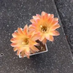 ぺる様 リクエスト 3点 まとめ商品