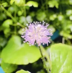 【開花可能】水中葉 アマゾンチドメグサ 水草 葉数は20枚前後 スネール無しのサムネイル