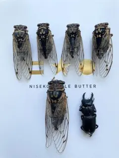 2026年最新】昆虫標本の人気アイテム - メルカリ