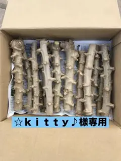2026年最新】キャッサバ芋の人気アイテム - メルカリ