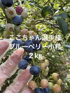 ここちゃん選手様 小粒生ブルーベリー２kgクール便のサムネイル