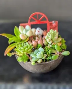 26070405今日のお買い得商品★多肉植物の寄せ植え★ミニ多肉のサムネイル