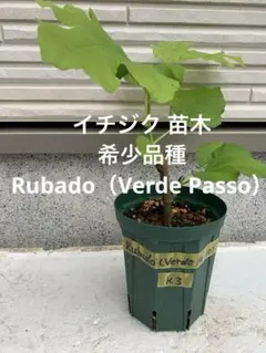 イチジク 苗木 ★超希少品種 ★ Rubado（Verde Passo） 苗木のサムネイル