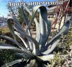 2025年最新】アガベ アメリカーナの人気アイテム - メルカリ