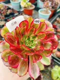 s*6様 192 月婵 アエオニウム 多肉植物 抜き苗