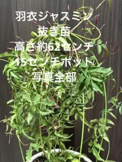 羽衣ジャスミン　抜き苗　高さ約62センチ　15センチポット 写真全部
