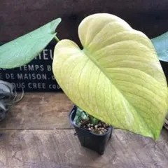 2026年最新】ホワイトスノー モンステラの人気アイテム - メルカリ