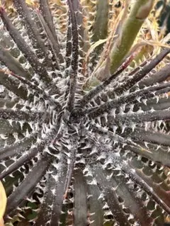 2026年最新】dyckia fosterianaの人気アイテム - メルカリ