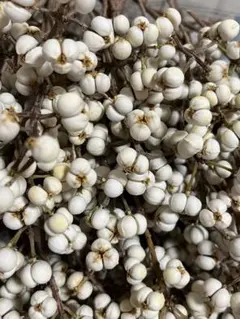 ナンキンハゼ 50本前後 ネコポスいっぱい