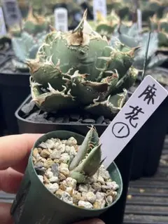 アガベ チタノタ 麻花 マーファ ブツブツ系 子株①発根済み - メルカリ