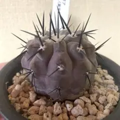 羅本製所 Copiapoa 黑王丸花季 Robinceramicstudio 羅本製所 Copiapoa 黑王丸花季 Robin ceramic studio