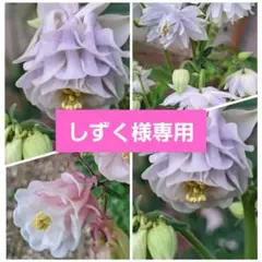 しずく様専用のサムネイル
