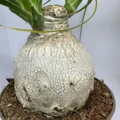 2025年最新】トックリランの人気アイテム - メルカリ