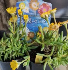 多肉植物 デロスペルマ砂漠の宝石カット苗5本 - メルカリ