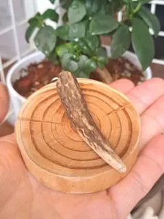 【お買い得】エゾ鹿の角 キーホルダー ストラップ ハンドメイド