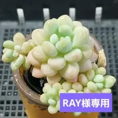 RAY様 リクエスト 4点 まとめ商品