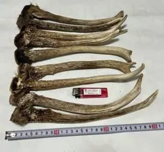 約865g(角のみ計量) エゾシカ角 有害鳥獣駆除 鹿角 天然素材 ④ - メルカリ