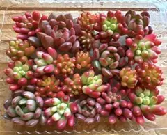 多肉植物❤️エケベリア 韓国苗 セダム❤️寄せ植え 詰め合わせ つぶつぶセット