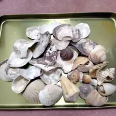 貝殻　海集めました